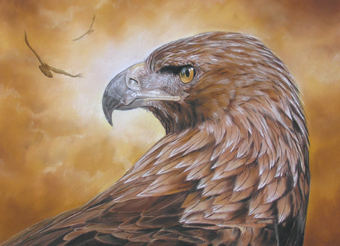 eagle-eyedlowres